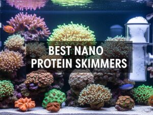 Best Nano Protein Skimmers