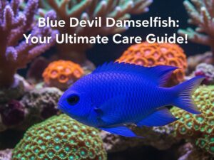 Blue Devil Damselfish Care Guide