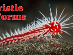 Bristle Worms