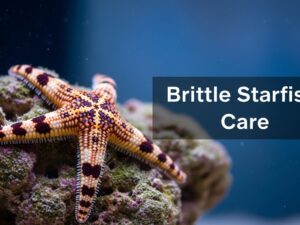 Brittle Starfish