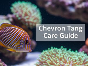 Chevron Tang Care Guide
