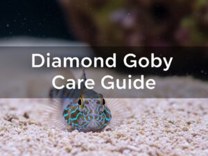 Diamond Goby Care Guide