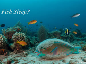 Do Fish Sleep