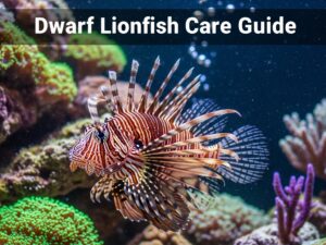 Dwarf Lionfish Care Guide