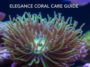 Elegance Coral Care Guide