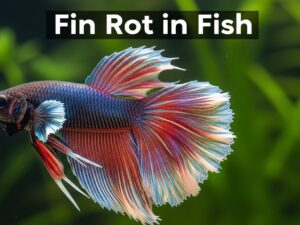 Fin Rot in Fish