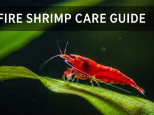 Fire Shrimp Care Guide