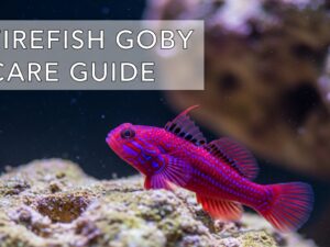 Firefish Goby Care Guide