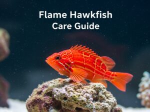 Flame Hawkfish Care Guide