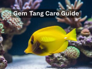 Gem Tang Care Guide