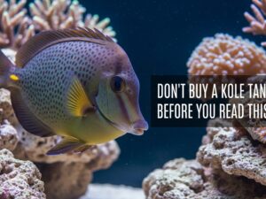 Kole Tang Care Guide