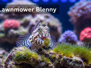 Lawnmower Blenny