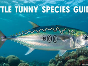 Little Tunny Species Guide