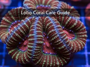 Lobo Coral Care Guide