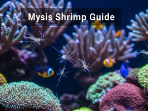 Mysis Shrimp Guide