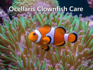 Ocellaris Clownfish Care