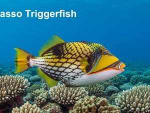 Picasso Triggerfish