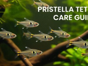 Pristella Tetra Care Guide