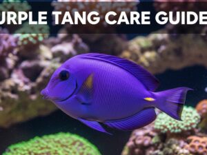 Purple Tang Care Guide