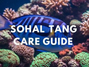SOHAL TANG CARE GUIDE