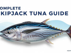 Skipjack Tuna Guide