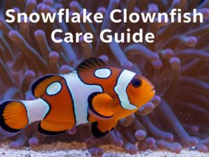 Snowflake Clownfish Care Guide