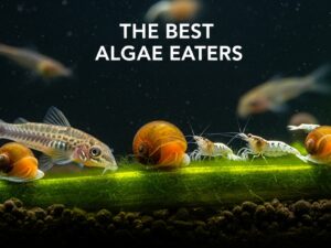 The Best Algae Eaters