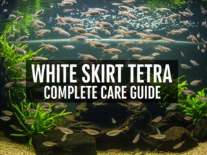 WHITE SKIRT TETRA COMPLETE CARE GUIDE