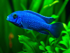 Electric Blue Ram Care Guide