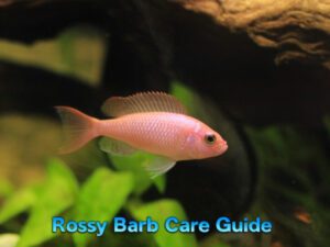 Rosy Barb Care