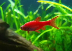 Chili Rasbora Complete Care Guide