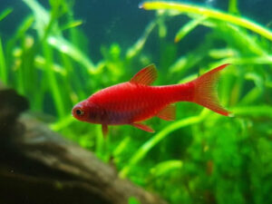 Chili Rasbora Complete Care Guide