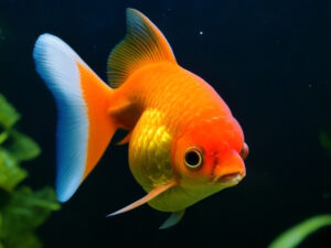 Bubble Eye Goldfish