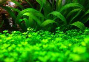 Staurogyne Repens Care Guide