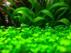 Staurogyne Repens Care Guide