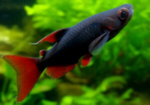 Rainbow Shark Care Guide