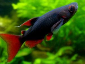 Rainbow Shark Care Guide