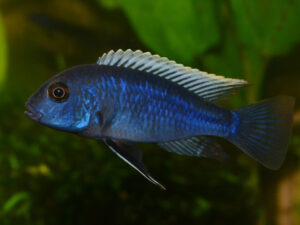 Red Empress Cichlid Care