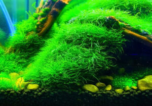 Java Moss Complete Care Guide