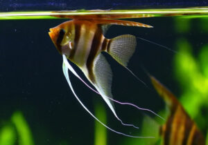 African Butterfly Fish Care Guide