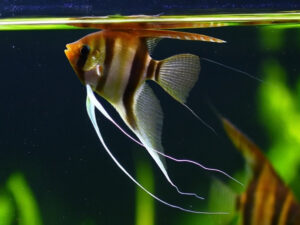 African Butterfly Fish Care Guide