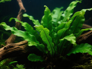 Java Fern Care Guide