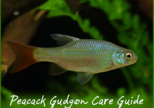 Peacock Gudgeon Care Guide