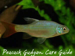 Peacock Gudgeon Care Guide