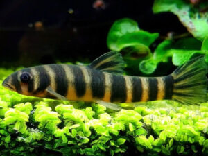 Kuhli Loach Care Guide