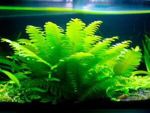 Water Sprite Plant Care Guide