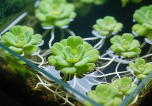 Dwarf Water Lettuce Care