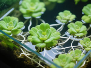 Dwarf Water Lettuce Care