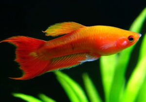 Swordtail Fish Care Guide