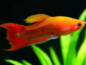 Swordtail Fish Care Guide